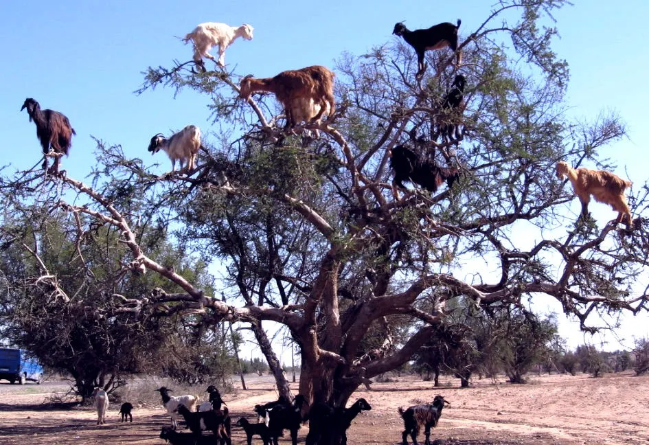 Goats in a tree